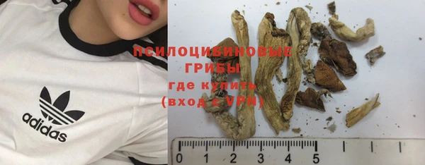 трава Белокуриха